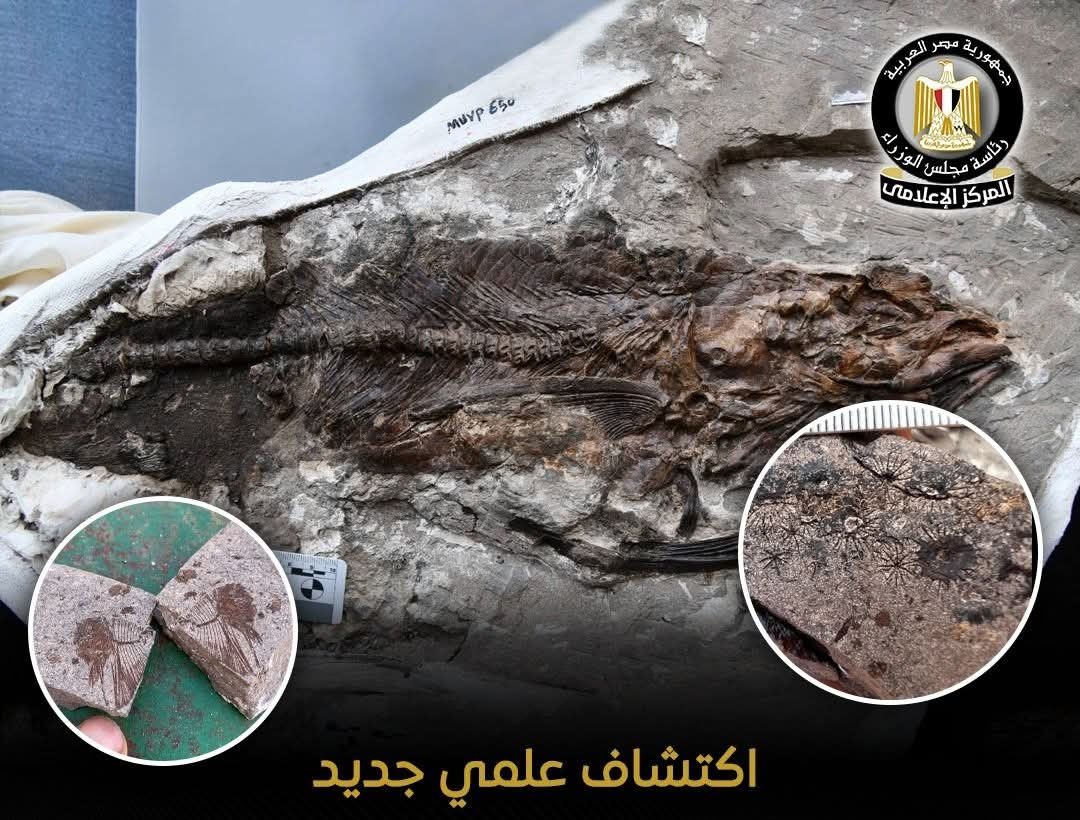 اكتشاف علمي جديد..  تفاصيل موقعً أحفوري نادر يعود إلى أكثر من 62 مليون سنة
