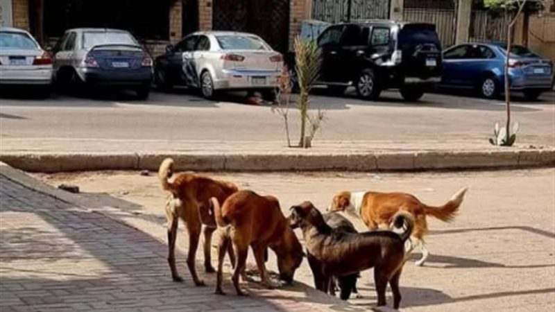 قطط وكلاب - ارشيفيه
