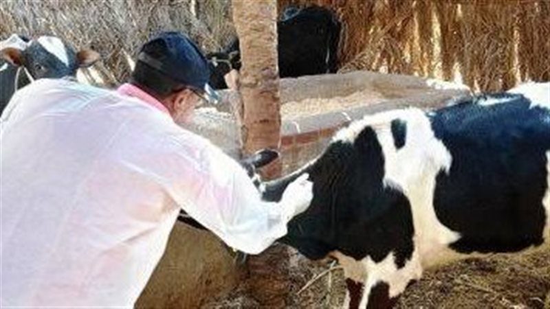 الحملة القومية الثانية لتحصين الماشية