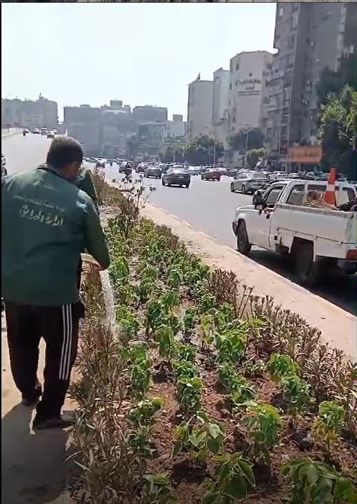 ضمن مبادرة اتحضر للأحضر.. نظافة الجيزة تزين شارع أحمد عرابي بحي العجوزة بالأشجار المعمرة