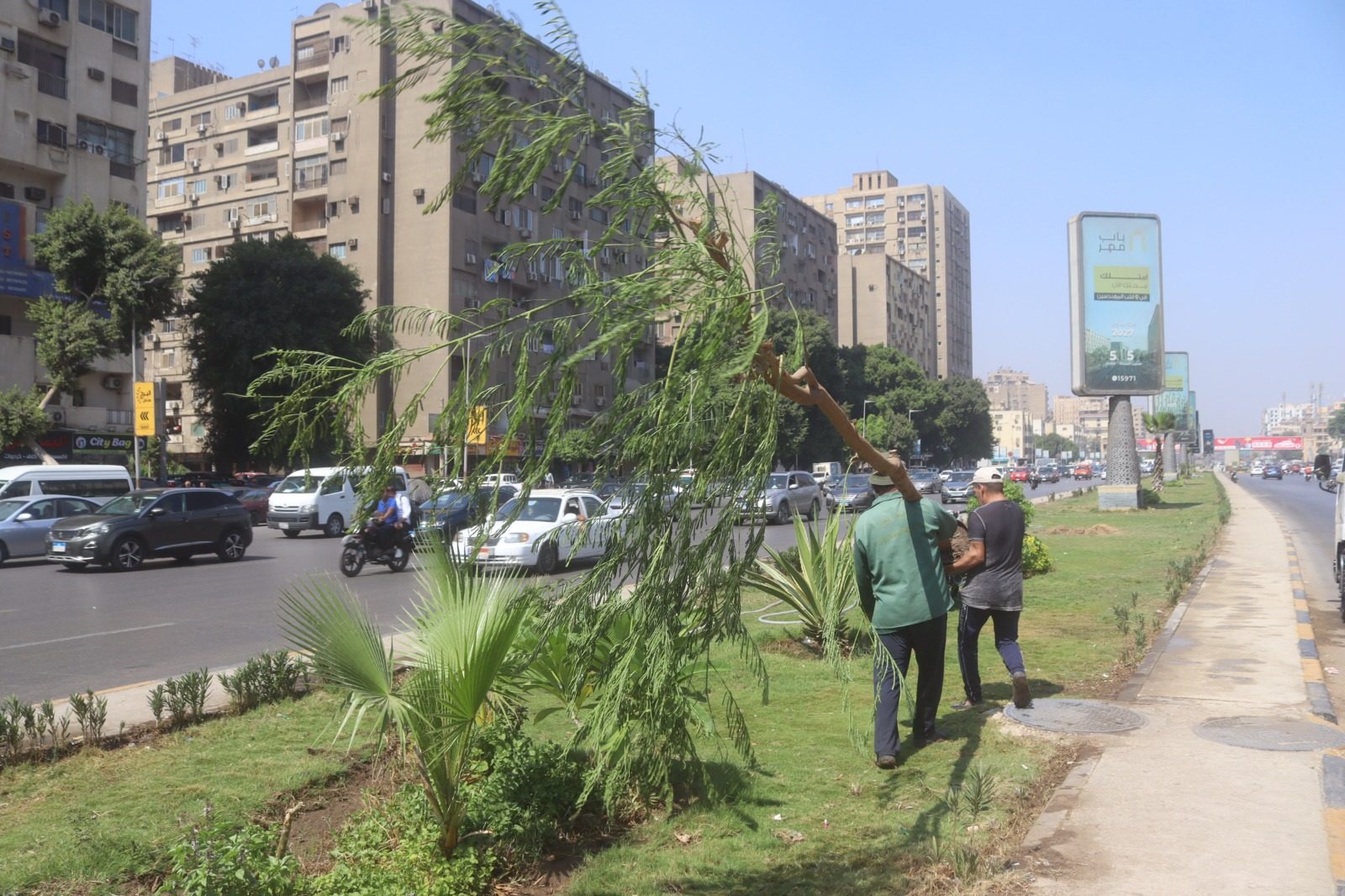الجيزة تتحضر بالأخضر.. استمرار زراعة وتشجير أحياء الدقي والعجوزة "صور"