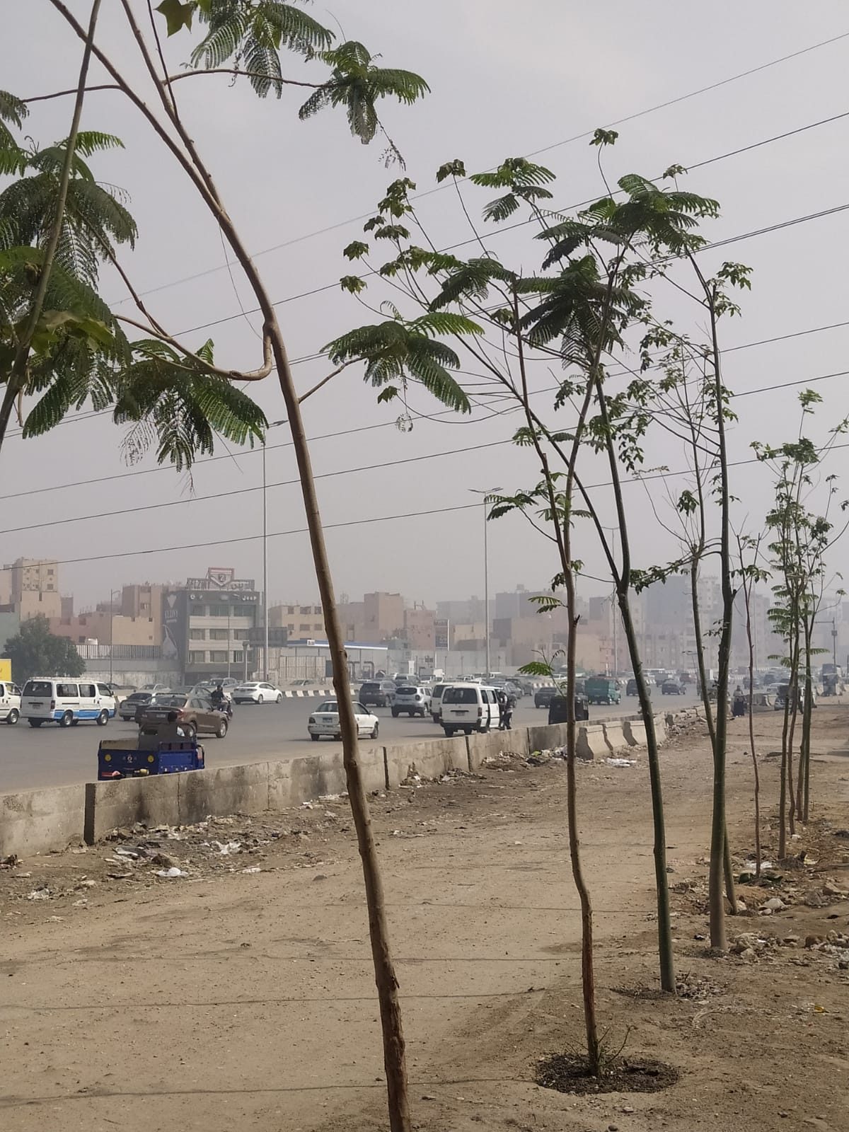 نظافة الجيزة: زراعة الأشجار بحرم الطريق الدائري " من المريوطية إلى شارع عثمان محرم بحي الطالبية"
