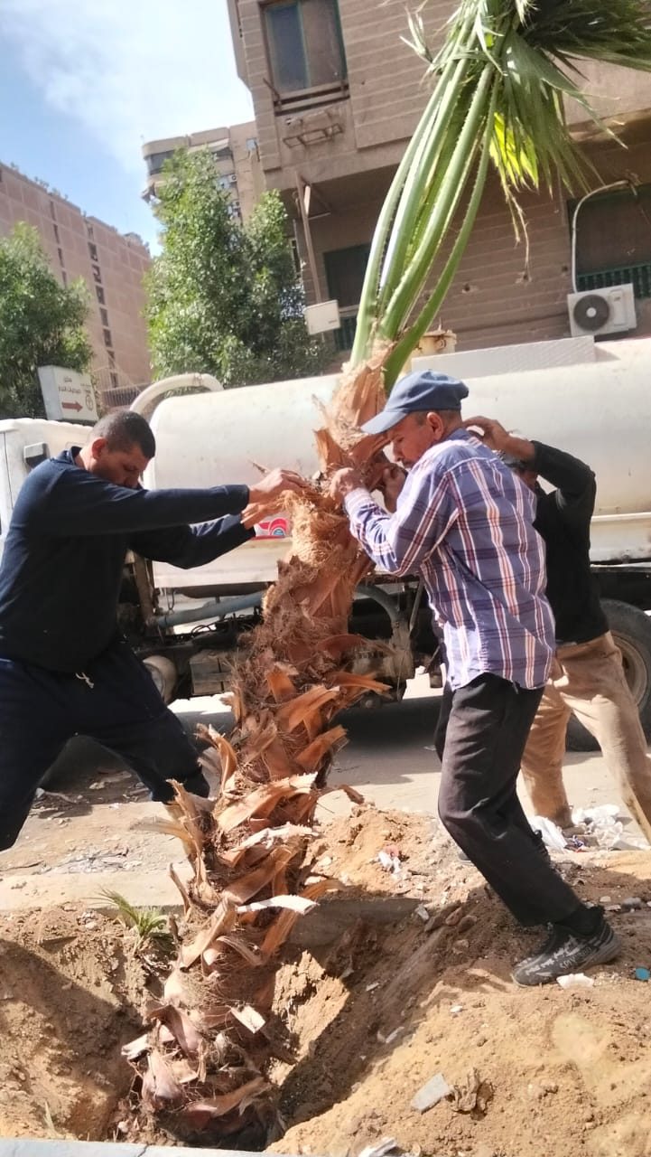 نظافة الجيزة: زراعة النخيل البوشتردا بشارع ترعة المريوطية فيصل " صور"